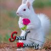shivan.shivox
