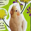 ptichiakomnata
