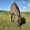 horses_starlight
