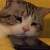 catshark_212