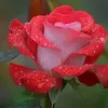 user3291261209675