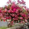 waseem.ahmed.waso