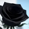 sarfraz.saewan