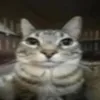 angelo23323