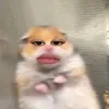 that_kittkath