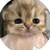 humaid.abdalla.al