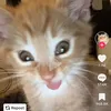 jellybeans331
