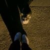 aideva_10.4
