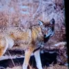 chasseur065