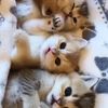 animal lover