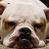 smedley_bulldog