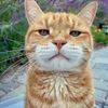 kitkat_9607
