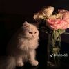 user710246023463