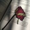 كبرياء انثى 🩶