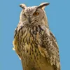 EM🦉