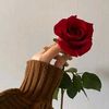 vierose65