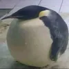 quangvinhhxd183
