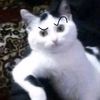 mo_abod5