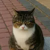 luna_angry_cat