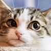 cat.kumrai