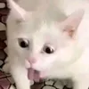 jerozagatoi