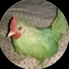 hitwingoodmorning
