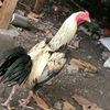 kothu0096
