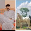 syedhafeezshahbhukri