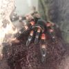 brachypelma.smithi0