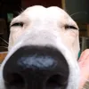 kiyoshi_bleh