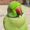 Chatty Parrot