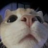 nnita_1504