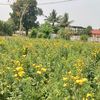 mydearmaung8