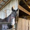 addieluvshorses