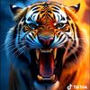 md.shanto674
