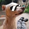 chaperrito6