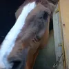 lavalsgvwdi