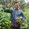 Tamansarifruid