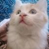 abeer.fadel0