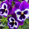 hafsa.iqbal37