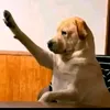 okpapaap