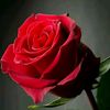user9706199401470