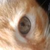 kitten.pudding2