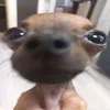 mel_silva026