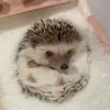 dogandhedgehog414