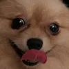 my_dog_my_life2023