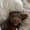 investigator_dog