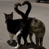 _miaumiau17