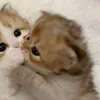 matuchkabebe