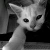 aries_ewa7